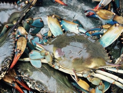 崇明进口海鲜清关报关操作流程