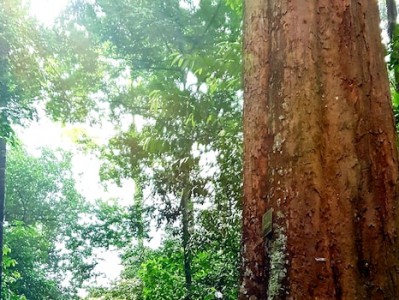 上海榴莲清关报关流程
